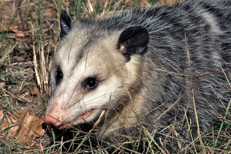 are opossums nocturnal
