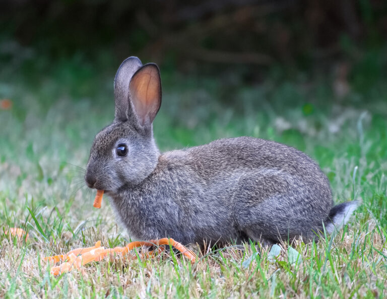 How to Protect Your Garden From Rabbits This Fall Modern Wildlife Control