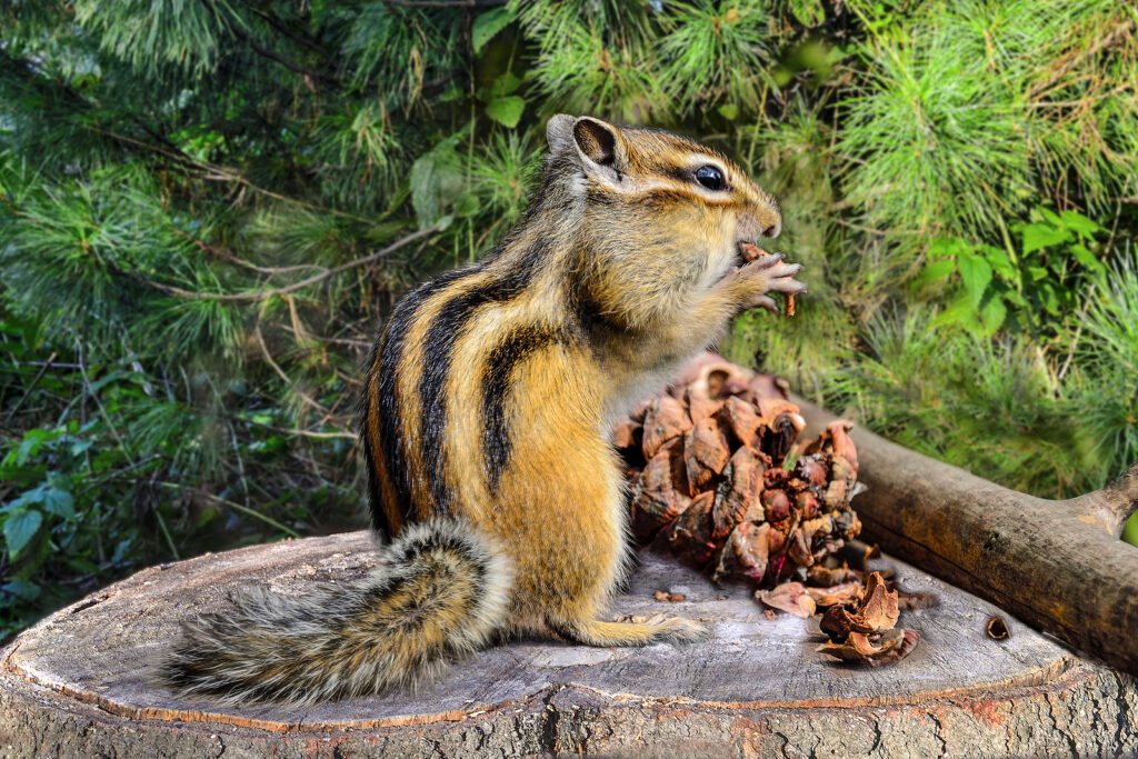 Chipmunk Trapping, Removal & Repairs