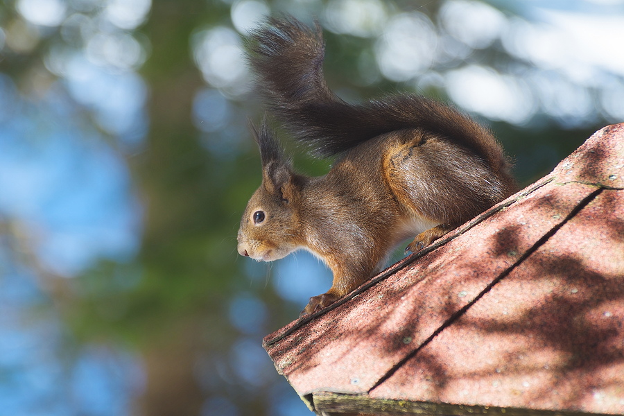 Get Rid of Squirrels in the Attic - How do you get squirrels out of your  attic?