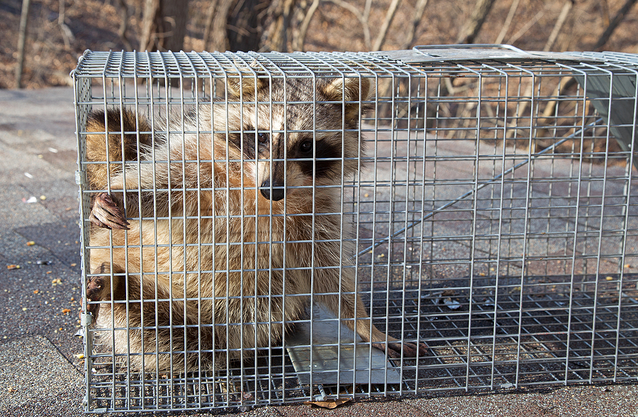 Call 317-847-6409  For Safe & Humane Raccoon Removal in Indianapolis Indiana
