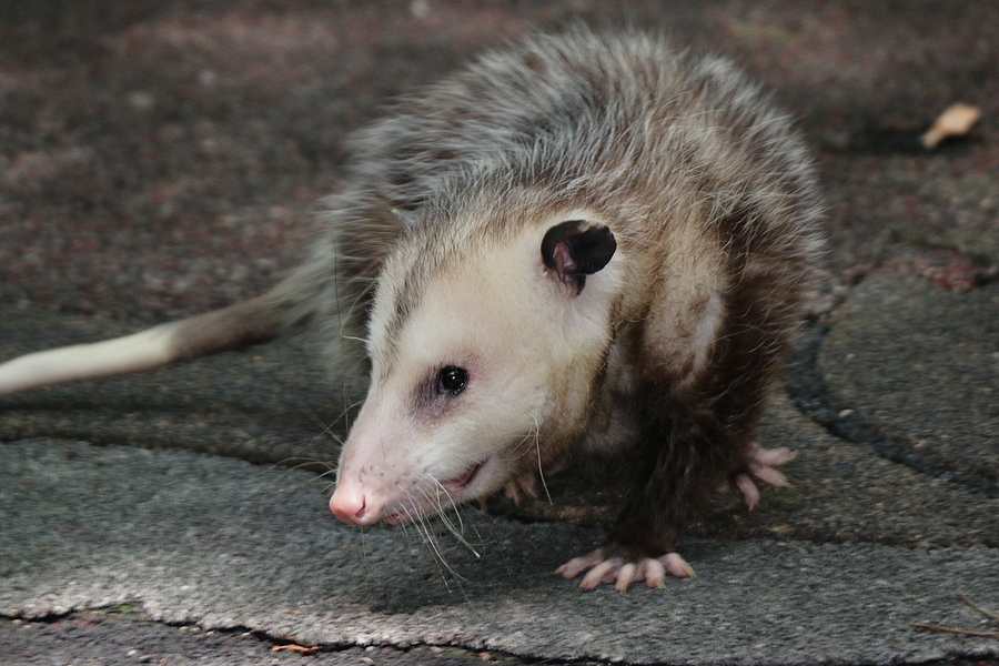 Call 317-847-6409  For Opossum Control Service in Indianapolis Indiana