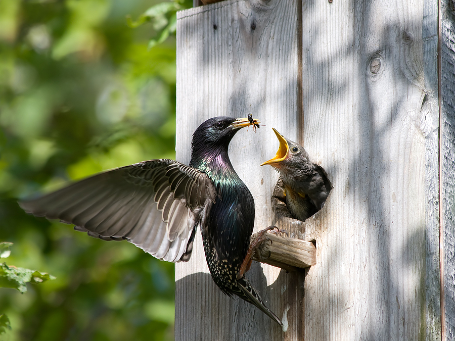 Starlings - Call 317-847-6409  for Licensed Bird Control Service in Indianapolis Indiana